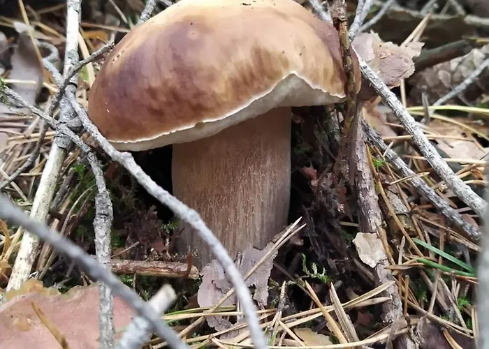 Miejsce Dla Chcacych Odpoczac Semesterbostad *