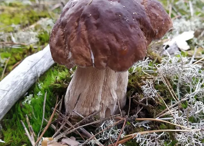 Miejsce Dla Chcacych Odpoczac Semesterbostad